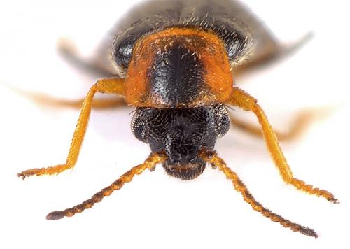Attalus analis