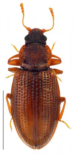 Réf. 97 749 : Enicmus transversus