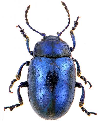 Chrysolina coerulans