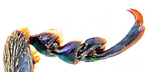 Chrysolina coerulans