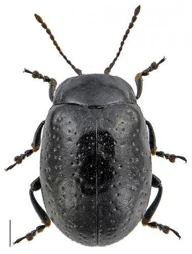 Chrysolina hyperici