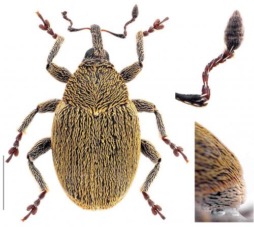 Sibinia viscariae