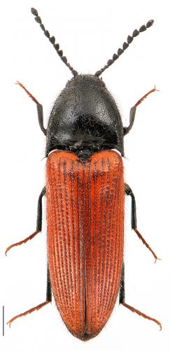 Réf. 97 760 : Ampedus quercicola