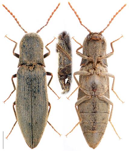 Réf. 97 761 : Agriotes pilosellus