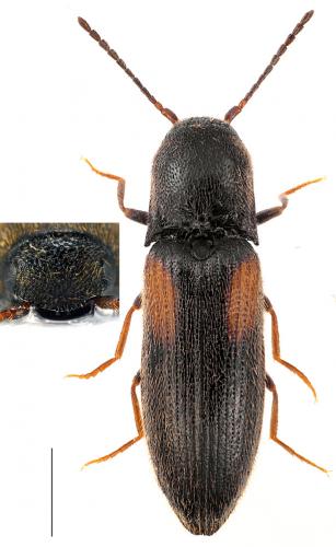 Idolus picipennis