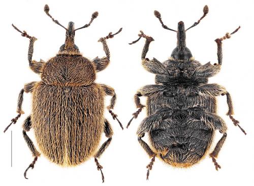Réf. 97 162 : Rhinusa tetra