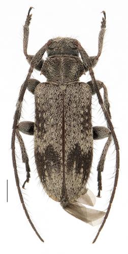 Réf. 97 018 : Exocentrus adspersus