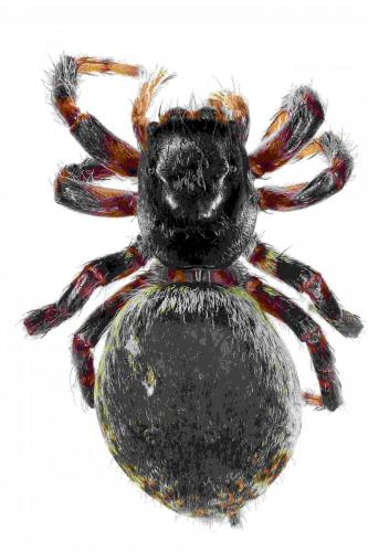 Carrhotus xanthogramma