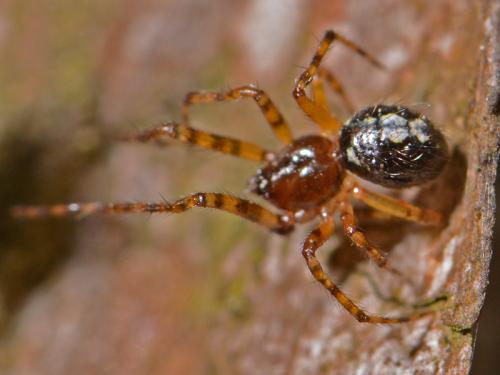 Theridion sp.
