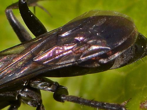 Anoplius sp.