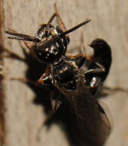 Passaloecus corniger
