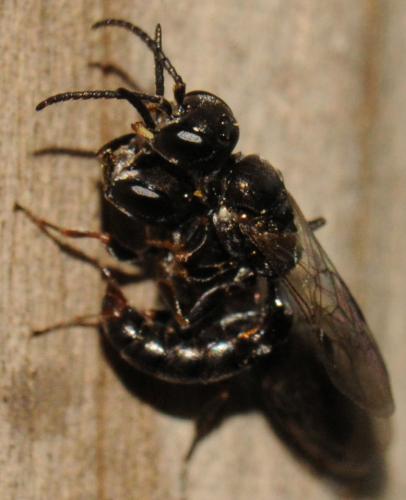 Passaloecus corniger