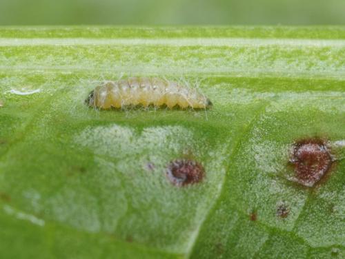Réf. 97 607 : Elachista consortella