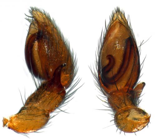 Micaria subopaca