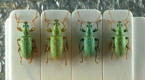 Phyllobius argentatus
