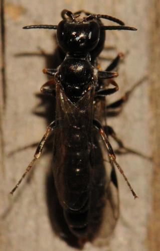 Passaloecus corniger