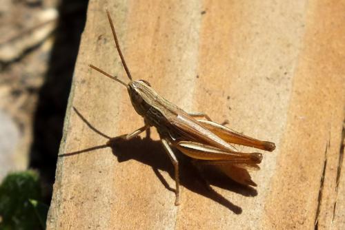 Euchorthippus elegantulus