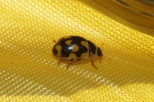 Propylea quatuordecimpunctata