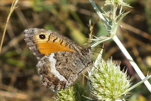 Arethusana arethusa