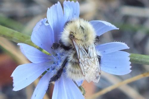 Bombus sp.