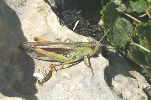 Réf. 97 319 : Stauroderus scalaris scalaris