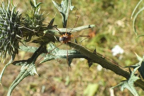 Phalangium opilio