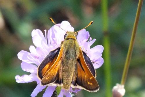 Réf. 97 856 : Hesperia comma