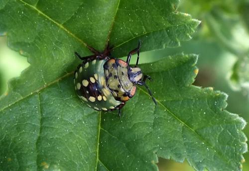 Réf. 97 784 : Nezara viridula