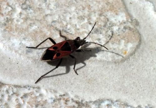 Réf. 97 751 : Lasiocoris anomalus
