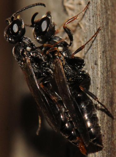 Passaloecus corniger