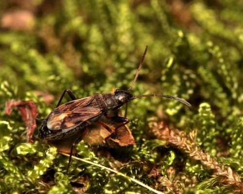 Réf. 97 257 : Ligyrocoris sylvestris