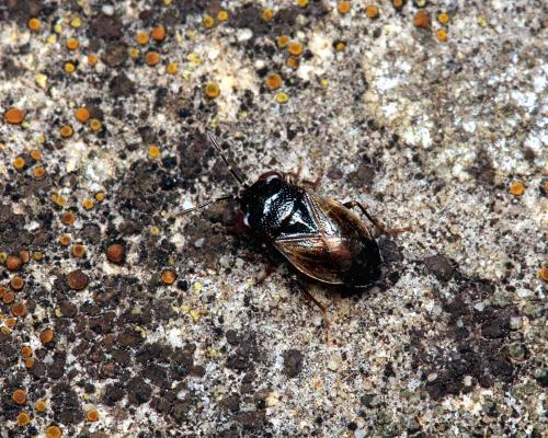 Geocoris lapponicus