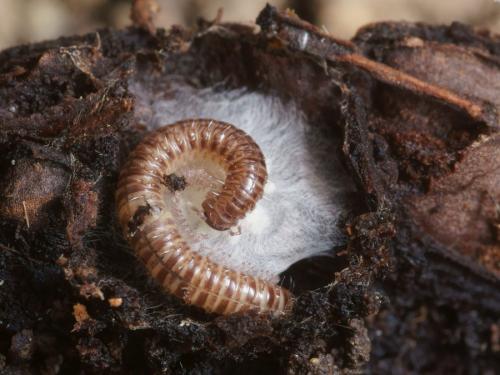 Anamastigona pulchella