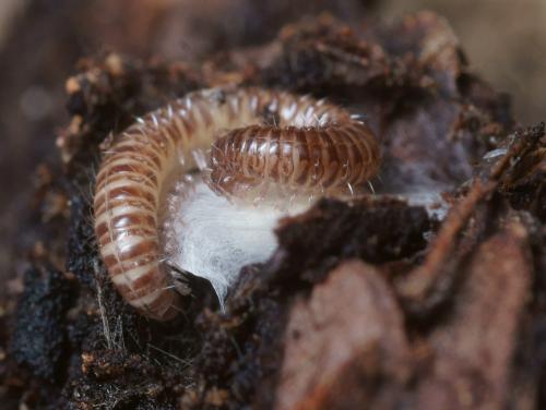 Anamastigona pulchella