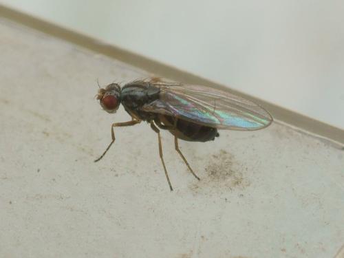 Réf. 97 223 : Scaptomyza pallida