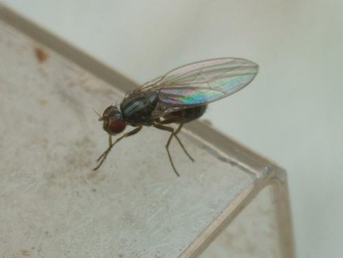 Scaptomyza pallida