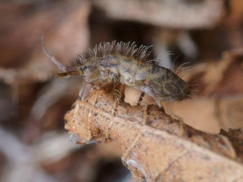Réf. 97 400 : Orchesella villosa