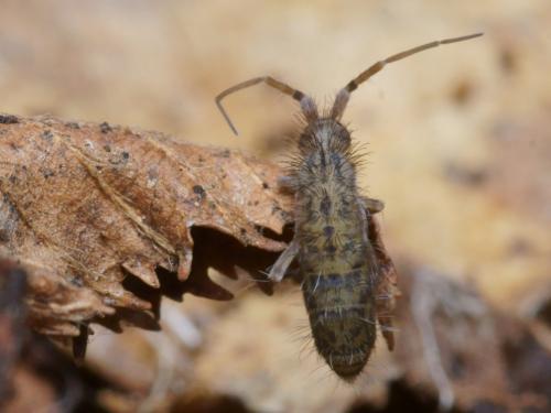 Réf. 97 401 : Orchesella villosa