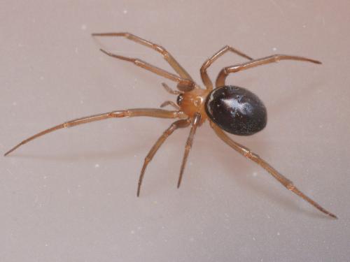 Steatoda grossa