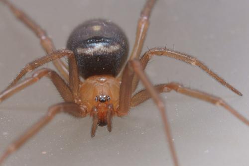 Steatoda grossa