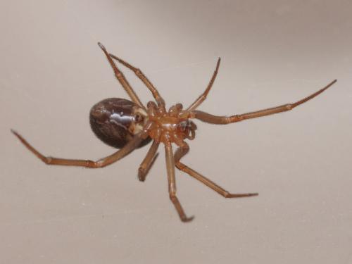 Steatoda grossa