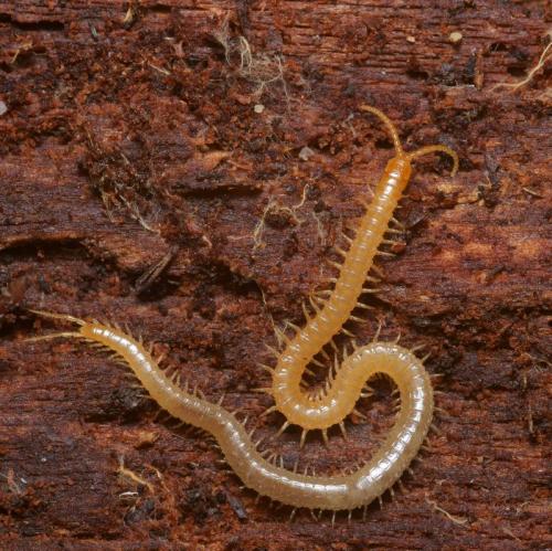 Pleurogeophilus mediterraneus