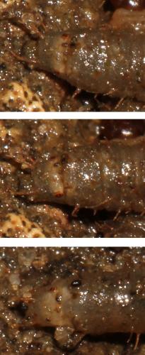Bibio sp.