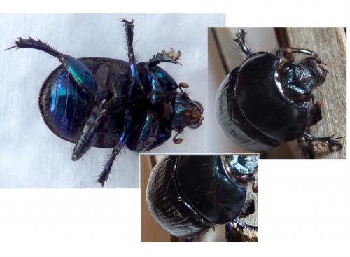 Réf. 97 840 : Geotrupes spiniger