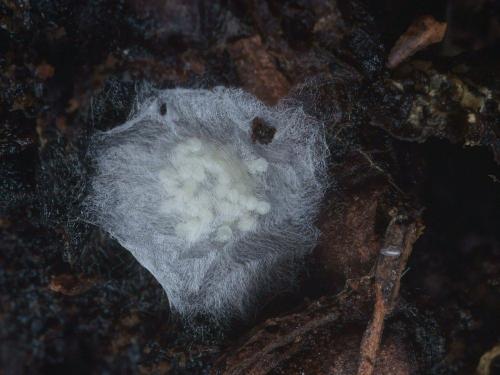 Anamastigona pulchella