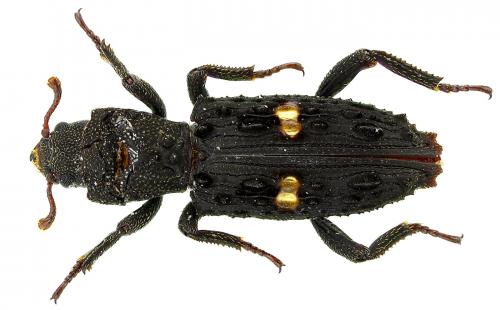Réf. 97 804 : Lithophorus sp.