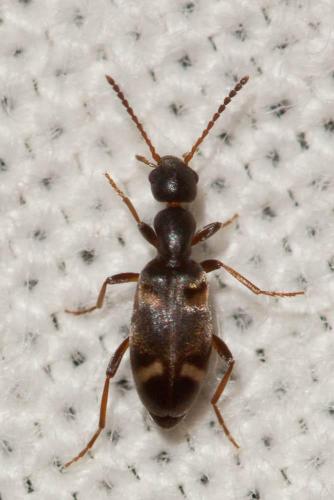 Réf. 97 466 : Stricticollis transversalis