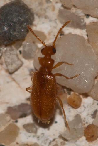 Réf. 97 465 : Pseudotomoderus compressicollis