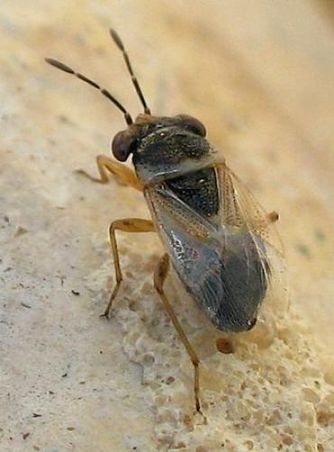 Réf. 97 422 : Geocoris megacephalus