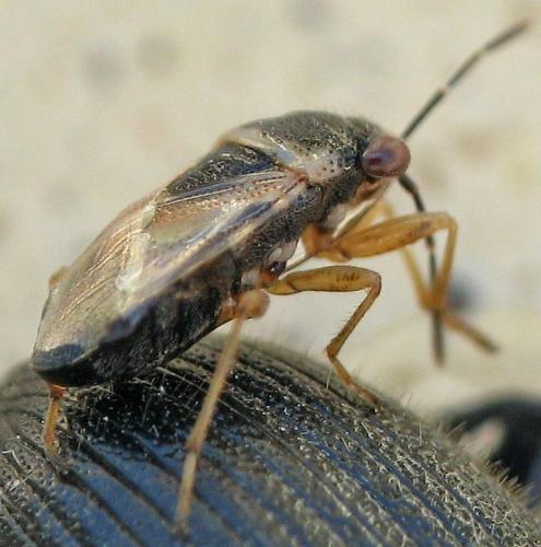 Réf. 97 423 : Geocoris megacephalus